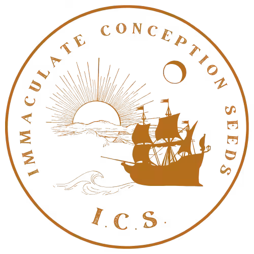 Immaculate Conception Seeds Logo Amber Site Icon