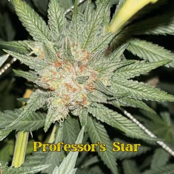 Professor's Star # Professor's Star Closeup