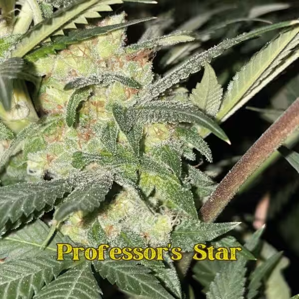 Professor's Star Bottoms Professor's Star Bottoms