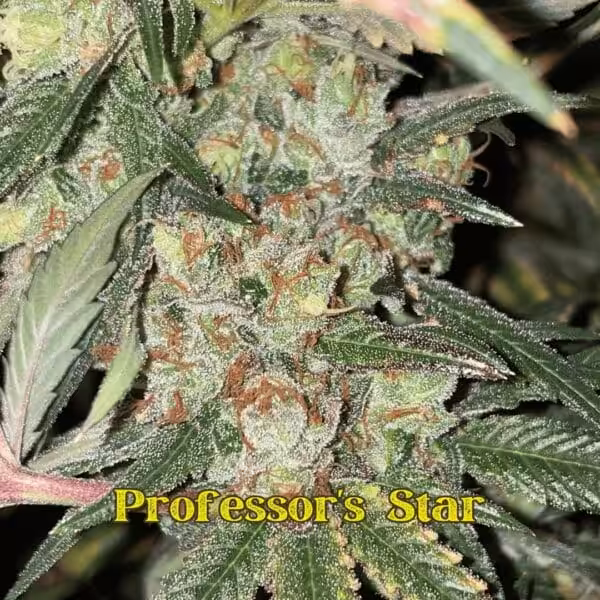 Professor's Star Genetics Professor's Star Genetics