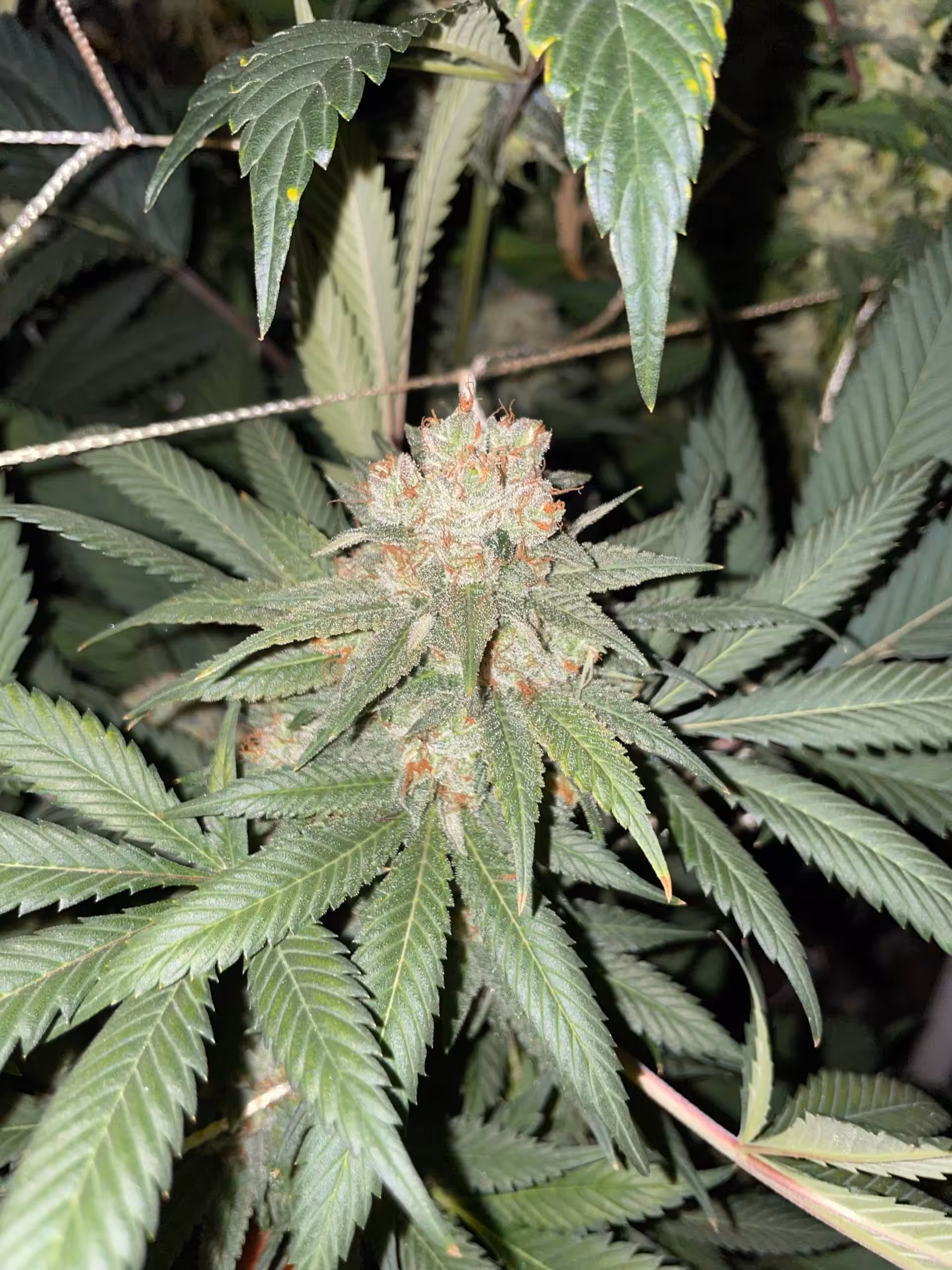 Professors Star Plant Cultivar