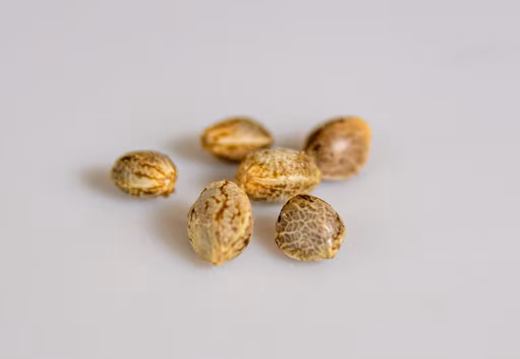 Brown Seed on the White Surface