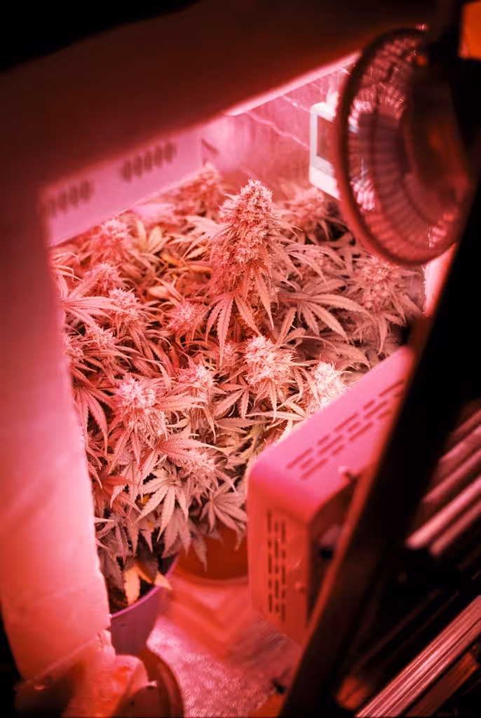 Plants of cannabis in light of grow lamp