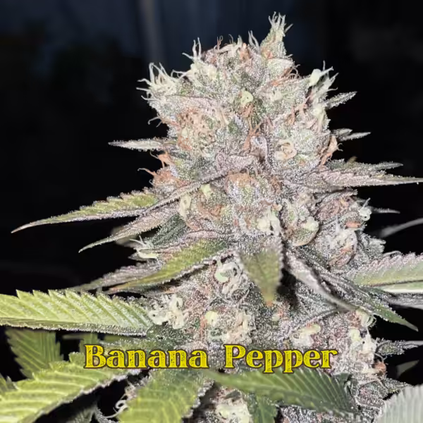 Banana Pepper Banana Pepper Strain