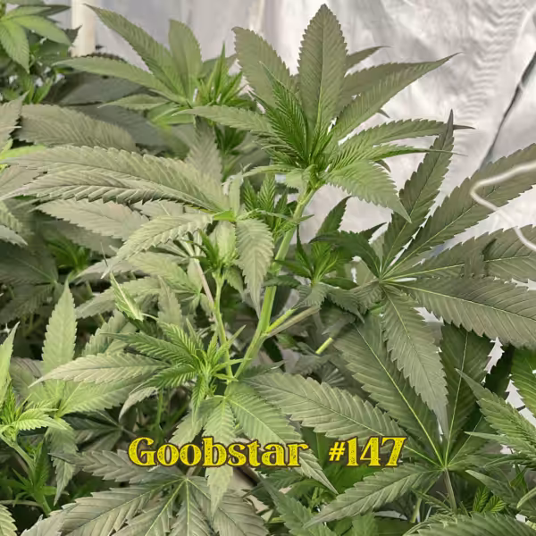 Goobstar #147 Goobstar #147