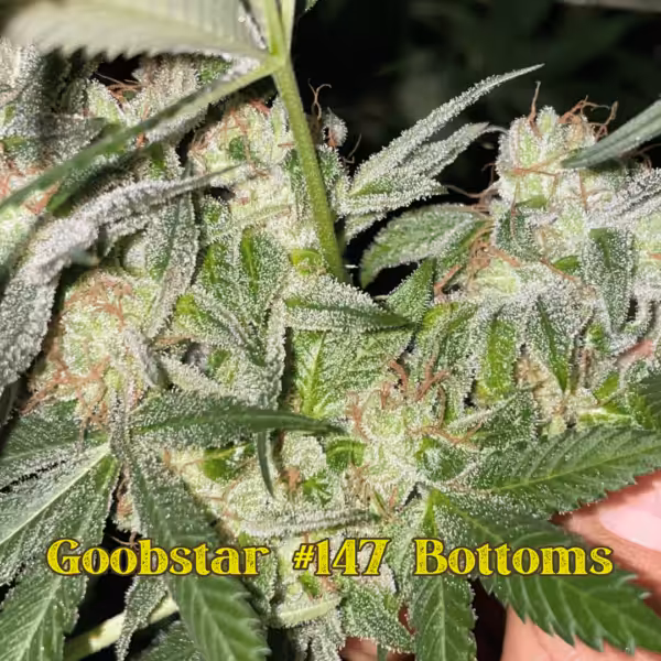 Goobstar #147 Bottoms Goobstar #147 Bottoms