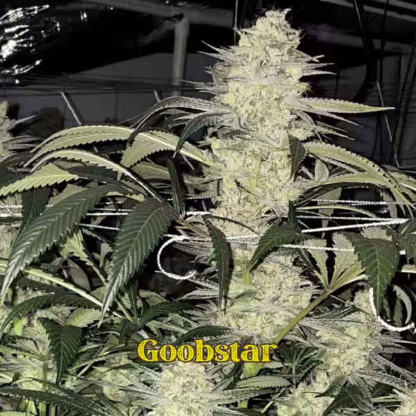 Goobstar Strain Finishing Goobstar Strain Finishing