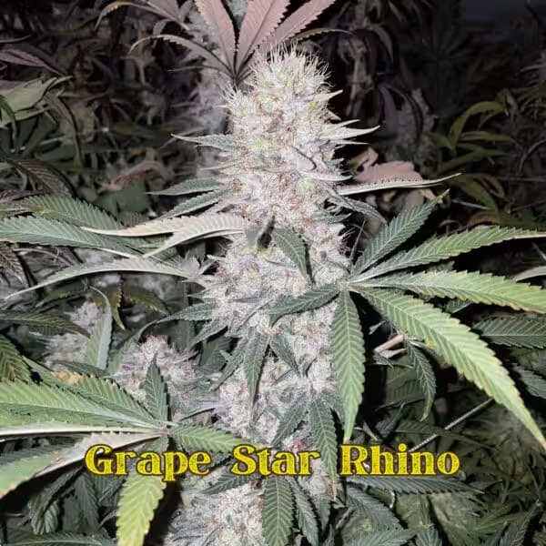 Grape Star Rhino Grape Star Rhino