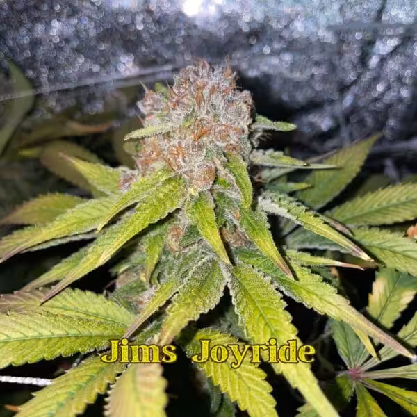 Jims Joyride Genetics Jims Joyride Genetics