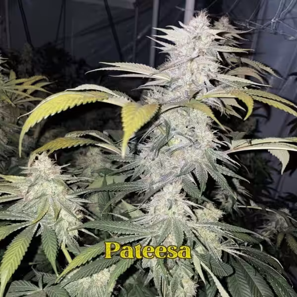 Pateesa # Pateesa Closeup