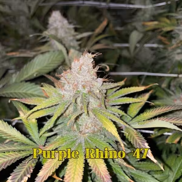 Purple Rhino 47 # Purple Rhino 47 Closeup
