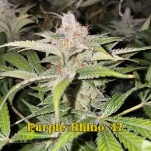 Purple Rhino 47