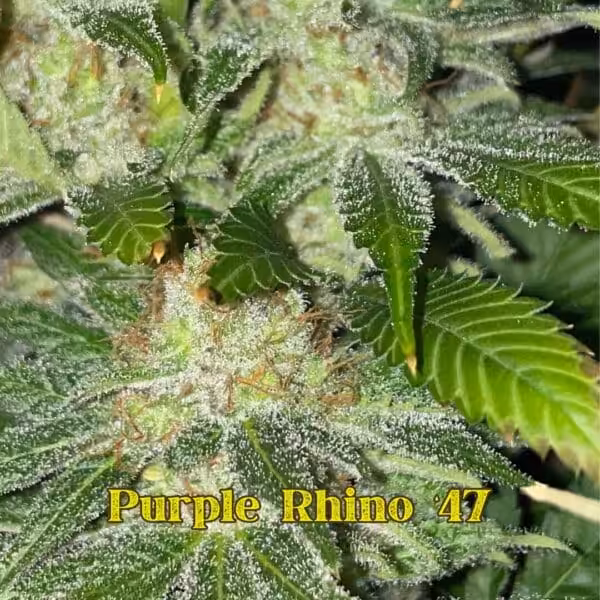 Purple Rhino 47 # Bottoms Purple Rhino 47 Bottoms