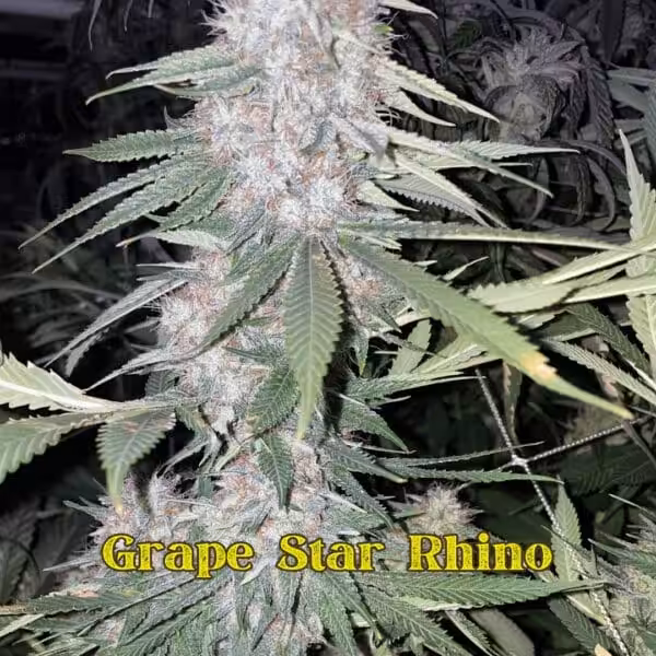 Purple Rhino 47 Finishing Purple Rhino 47 Finishing