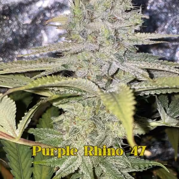 Purple Rhino 47 Finishing Purple Rhino 47 Finishing