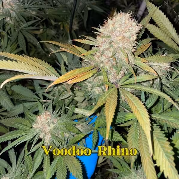 Voodoo Rhino Genetics Voodoo Rhino Genetics