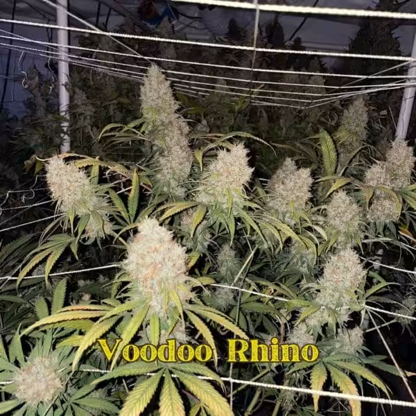Voodoo Rhino Scrog Voodoo Rhino Scrog
